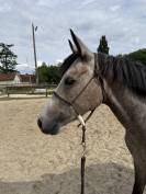 Ponette 4 ans a exploiter 