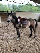 Ponette 4 ans a exploiter 