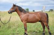 Poney Français de Selle 1 an par Vaguely Noble Haryns