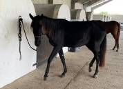 Jeune cheval 5ans 