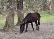 Jeune cheval 5ans 