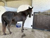 Jeune cheval 5ans 