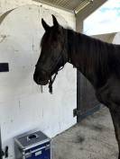 Jeune cheval 5ans 