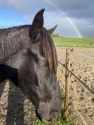 Jeune cheval 5ans 