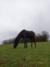Jeune cheval 5ans 