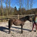 pouliche 75% Camargue 