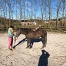 pouliche 75% Camargue 