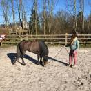 pouliche 75% Camargue 