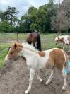 Veulen (vr) Franse rijpony PFS Te koop 2025 Bont ,  EUROGEN FANTOMAS