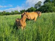 POULAIN PSL PP TAILLE EXCEPTIONNELLE TOP GENETIQUE
