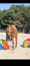 Magnifique hongre de 3 ans 