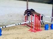 Jument 3 ans Conthargos x Sandro boy 