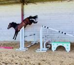 Jument 3 ans Conthargos x Sandro boy 