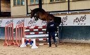 Jument 3 ans Conthargos x Sandro boy 