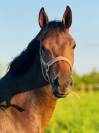 Jument 3 ans Conthargos x Sandro boy 