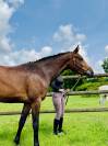 Jument 3 ans Conthargos x Sandro boy 