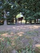 Fermette rénovée avec installation pour vos chevaux 