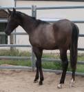 Grand poulain paint horse pp grullo 