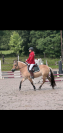 Location poney de sport 