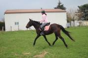 DP cheval 