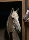 poney de sport à louer