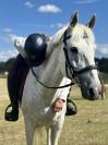 poney de sport à louer