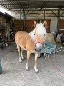 In vendita – Cavalla Haflinger del 2019, indole docile 