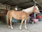In vendita – Cavalla Haflinger del 2019, indole docile 