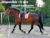 Pur sang lusitanien 