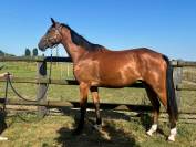 Cheval de 3 ans par Andiamo de Semilly 
