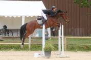 Hongre 7 ans CSO 