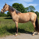 OLIVIO ANGOSTURA, superbe hongre PRE isabelle de 4 ans