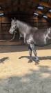 Jazzy, jument Mérens – 6 ans – élégante, douce et sûr