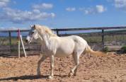 Jument Camargue Plein papier