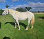 Jument Camargue Plein papier