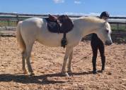 Jument Camargue Plein papier
