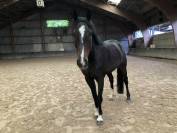 Hongre SBS de 5 ans 