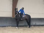 Hongre SBS de 5 ans 