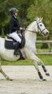 Jument  Quarter horse, Espagnol de 16 ans