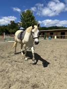 Jument  Quarter horse, Espagnol de 16 ans