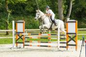Jument  Quarter horse, Espagnol de 16 ans
