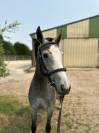 Ponette de sport de 3 ans