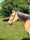 Caballo castrado PRE Pura Raza Española En venta 2022 Isabelo por REBELDE XXX