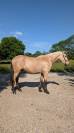 Caballo castrado PRE Pura Raza Española En venta 2022 Isabelo por REBELDE XXX