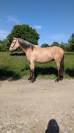 Caballo castrado PRE Pura Raza Española En venta 2022 Isabelo por REBELDE XXX