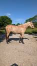 Caballo castrado PRE Pura Raza Española En venta 2022 Isabelo por REBELDE XXX