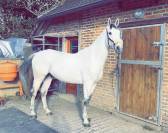 Cheval sport 