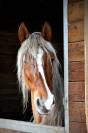 Cheval espagnol