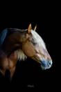 Cheval espagnol