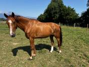 À vendre cheval de loisirs de 11 ans